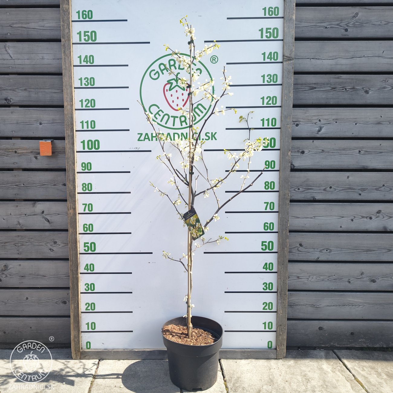 Obrázok Judášovec kanadský (Cercis Canadensis) ´TEXAS WHITE´ - výška 130-150 cm, kont. C7,5L